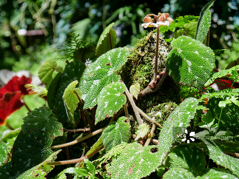褐毛秋海棠清新蔓越莓秋海棠绽放图片素材