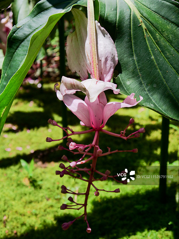 粉苞酸脚杆珍珠宝莲宝莲灯美丁花宝莲花 观赏植物景观图片素材