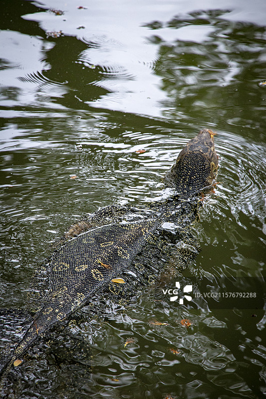 曼谷六月记忆-大蜥蜴在伦坡尼公园图片素材