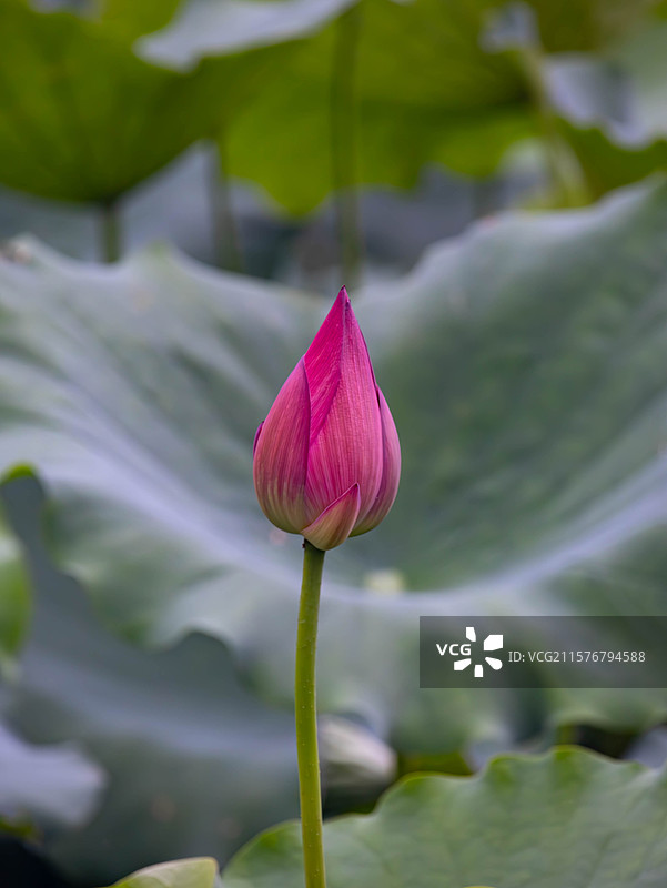 荷花荷叶莲蓬图片素材