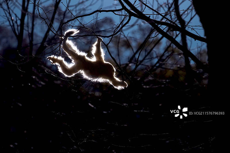 跳跃的野生金丝猴图片素材