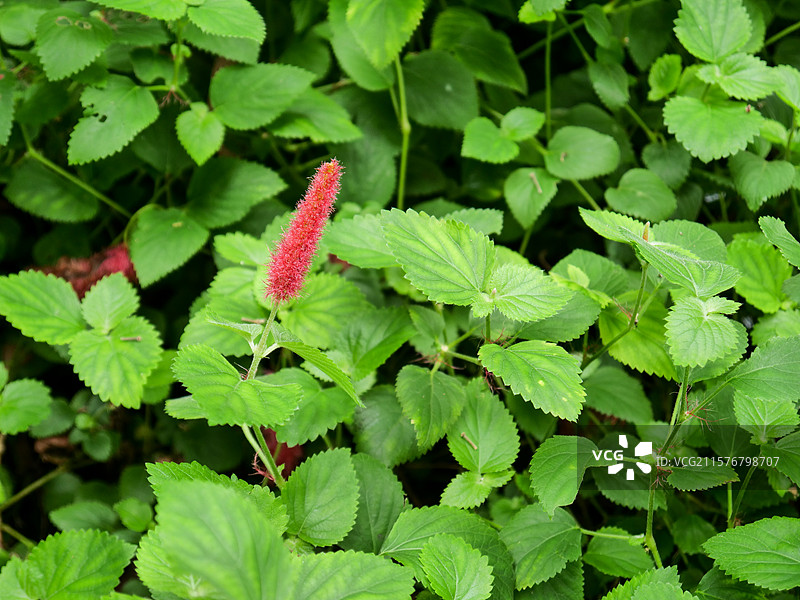 中药草商用实拍图 猫尾草兔尾草土狗尾牛春花中医绿色中草药草图片素材