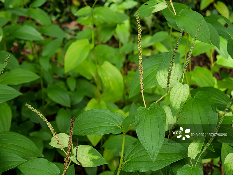 中药草商用实拍图 三白草塘边藕白面姑白舌骨中医绿色中草药草图片素材