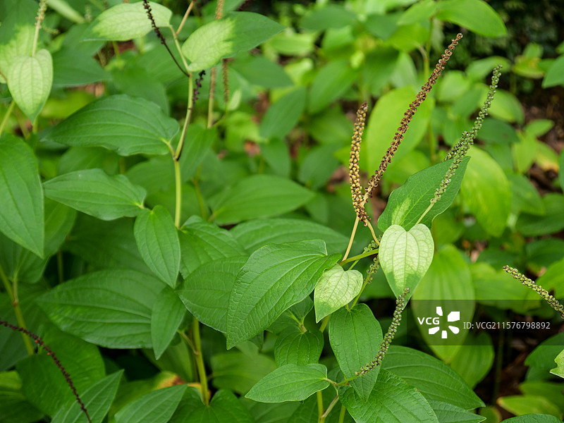 中药草商用实拍图 三白草塘边藕白面姑白舌骨中医绿色中草药草图片素材