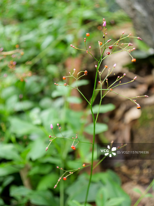 中药草商用实拍图 土人参土洋参申时花土高丽参绿色中草药草图片素材