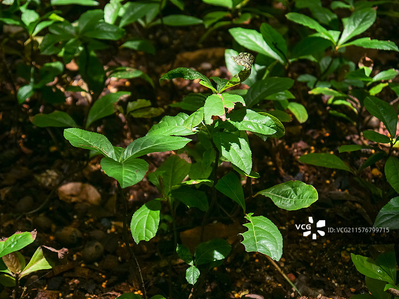 中药草商用实拍图 紫金牛矮茶短脚三郎中医绿色中草药草本植物图片素材