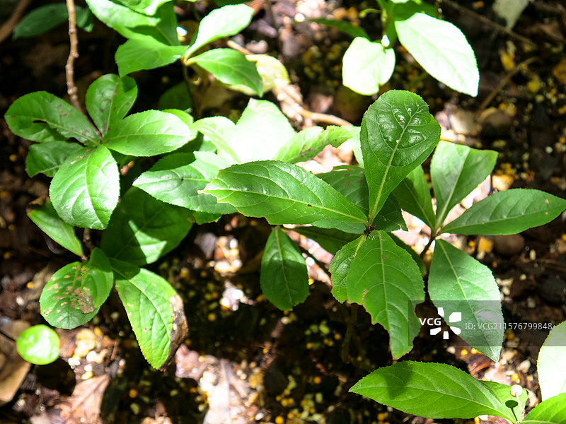 中药草商用实拍图 紫金牛矮茶短脚三郎中医绿色中草药草本植物图片素材