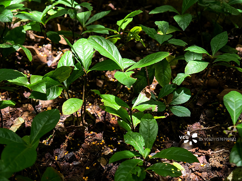 中药草商用实拍图 紫金牛矮茶短脚三郎中医绿色中草药草本植物图片素材