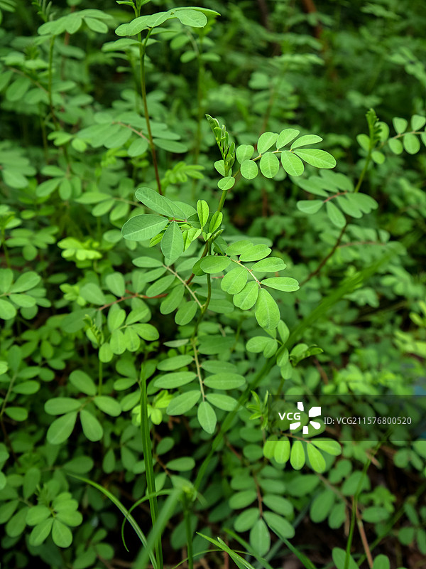 中药草商用实拍图 木蓝大蓝青野青靛中医中草药绿色植物养生图片素材