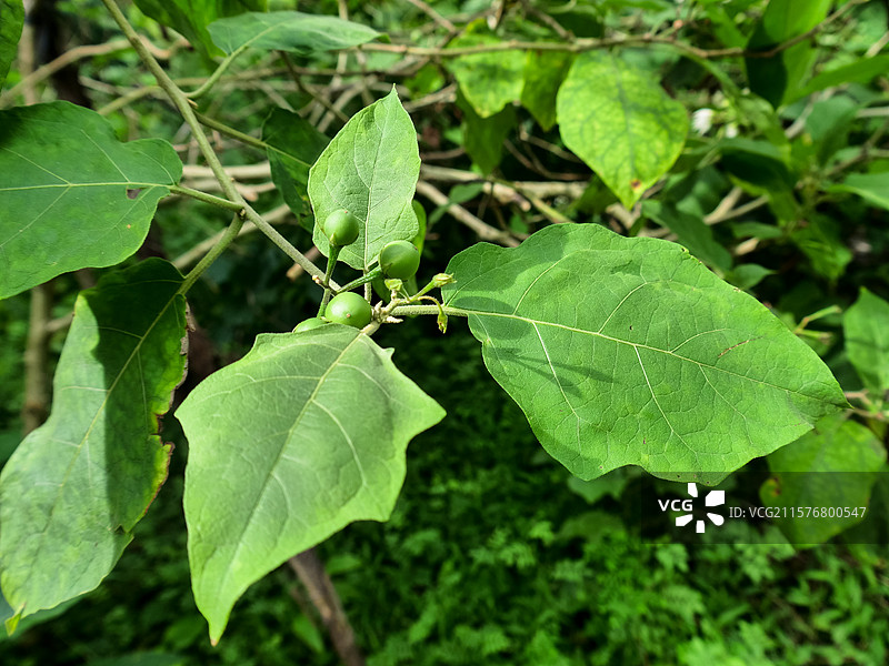 中药草商用实拍图 水茄刺茄山颠茄鸭卡中医中草药绿色植物养生图片素材