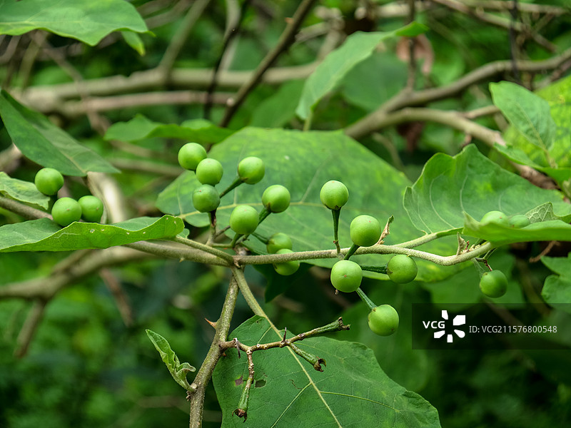 中药草商用实拍图 水茄刺茄山颠茄鸭卡中医中草药绿色植物养生图片素材