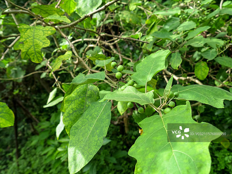 中药草商用实拍图 水茄刺茄山颠茄鸭卡中医中草药绿色植物养生图片素材