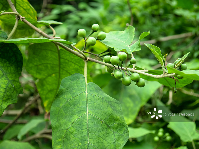 中药草商用实拍图 水茄刺茄山颠茄鸭卡中医中草药绿色植物养生图片素材