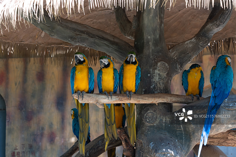 广西南宁动物园金刚鹦鹉图片素材