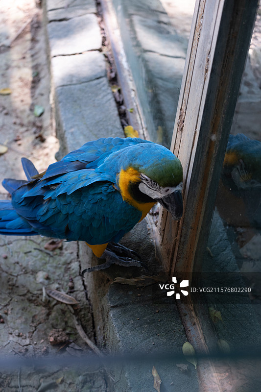 广西南宁动物园金刚鹦鹉图片素材
