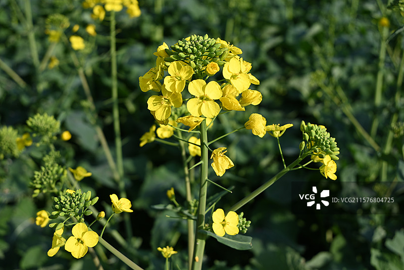 灿烂的油菜花图片素材