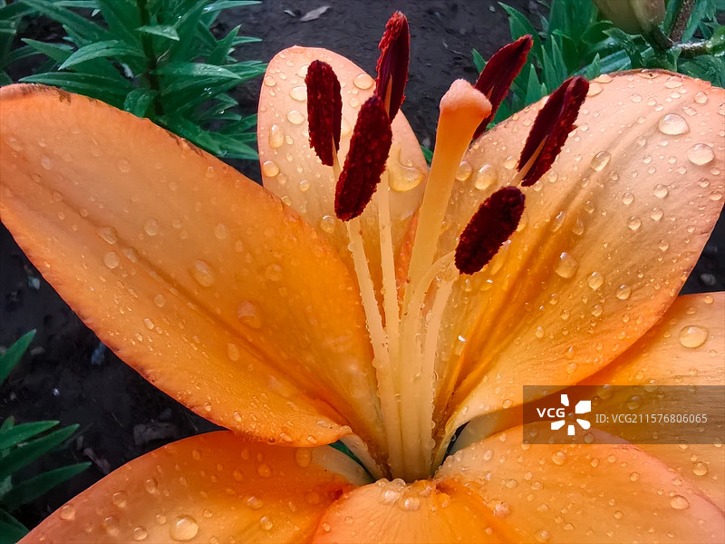 辽宁沈阳：雨后百合花，晶莹的水珠似珍珠，令人心旷神怡！图片素材