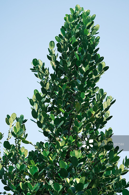 翠叶擎天：生态绿化的生动切片图片素材