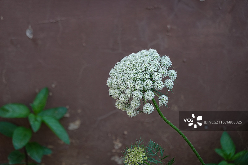 盛开的胡萝卜花图片素材