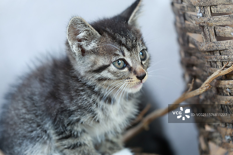 小猫抬头看图片素材