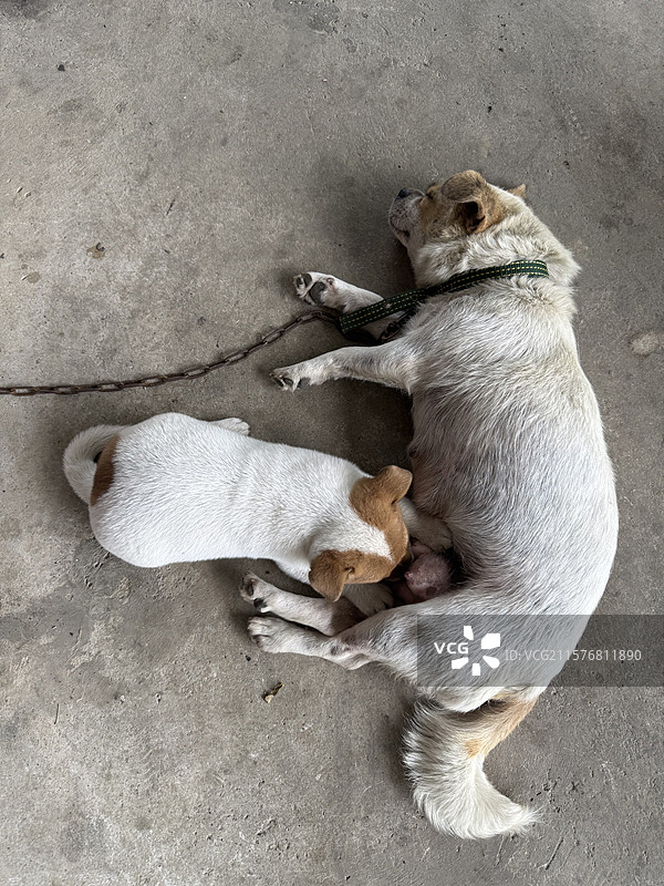 母狗与幼犬亲昵依偎画面图片素材