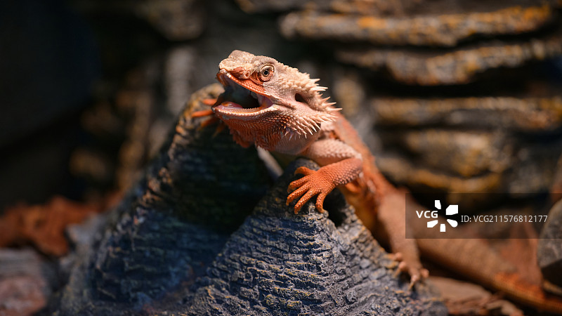 鬃狮蜥-当代哥斯拉图片素材