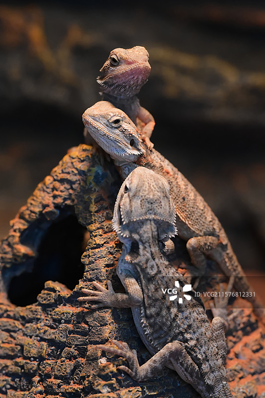 鬃狮蜥部落 当代哥斯拉图片素材