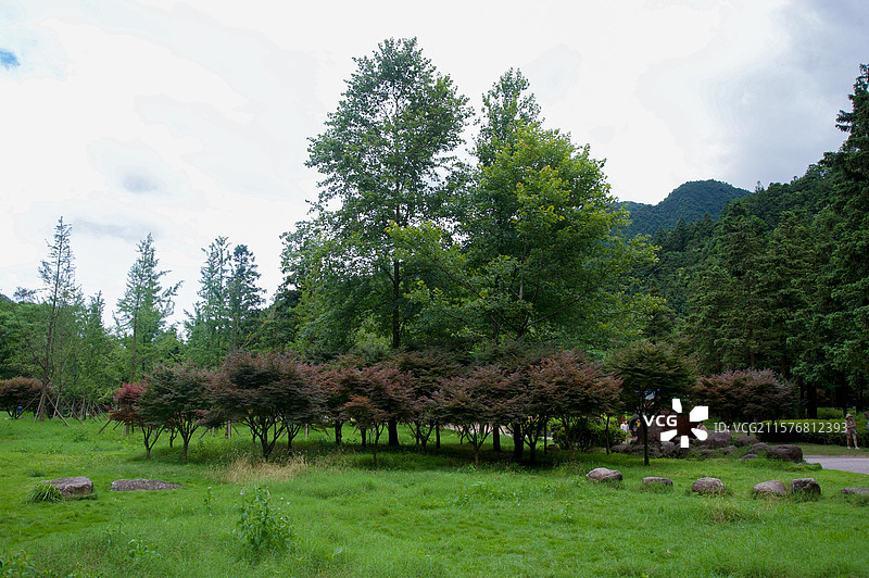 广西贺州姑婆山中的树林从图片素材