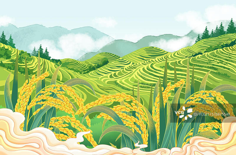 梯田大米稻稻谷稻穗米丰收图片素材