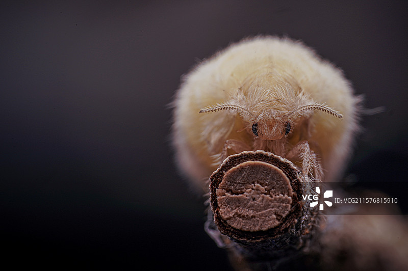 蛾的轮回图片素材