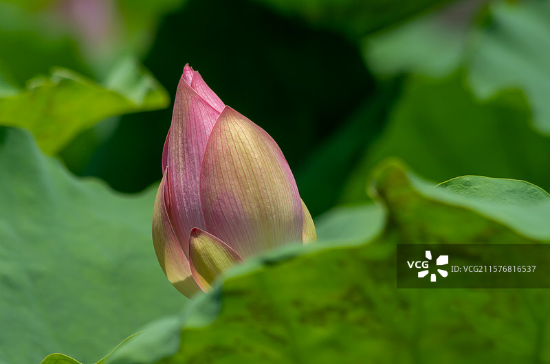 珠三角夏天池塘中盛开的荷花图片素材