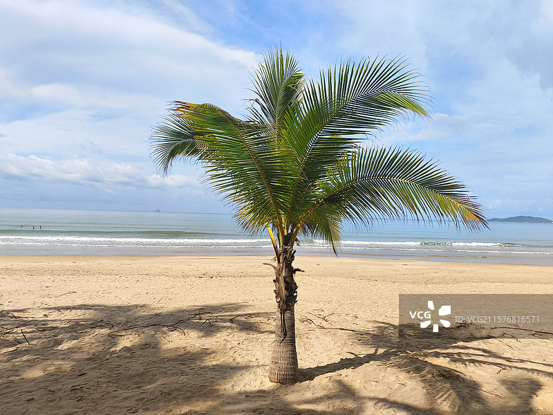 一颗椰子树在海滩上海南三亚度假图片素材