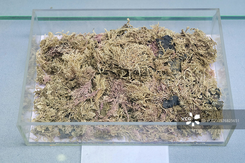 珊瑚藻 国家自然博物馆图片素材