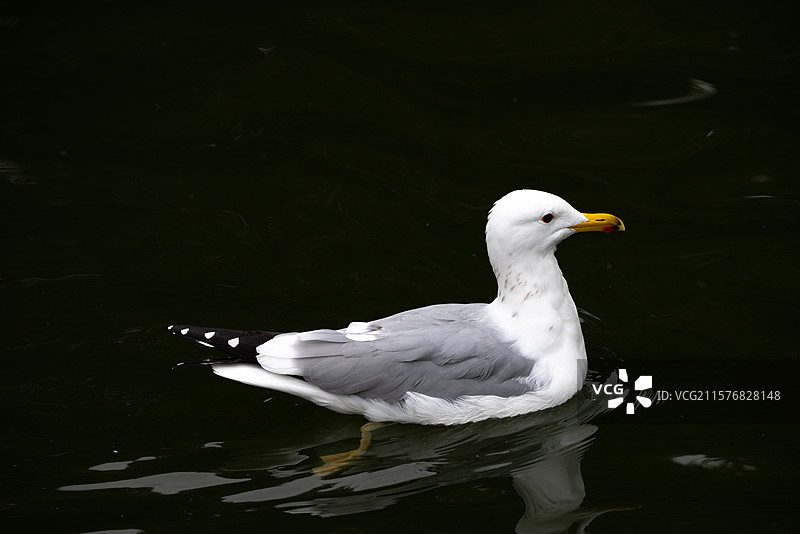 合肥野生动物园图片素材