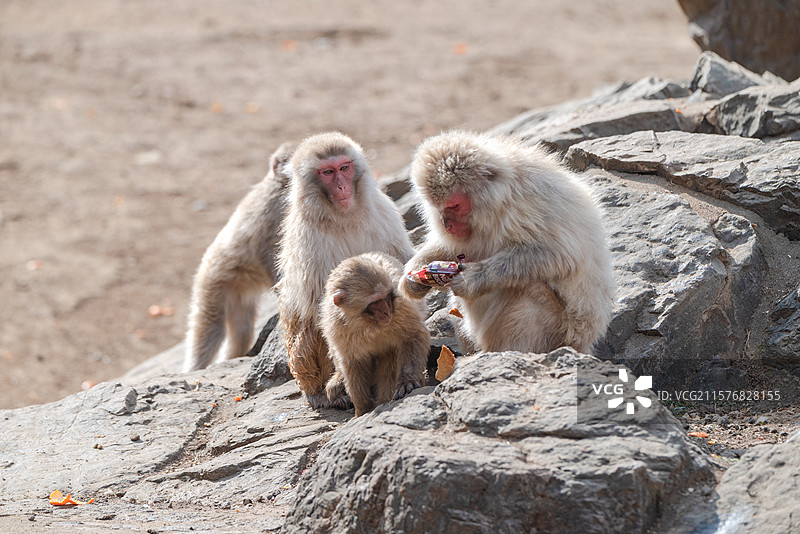 合肥野生动物园图片素材