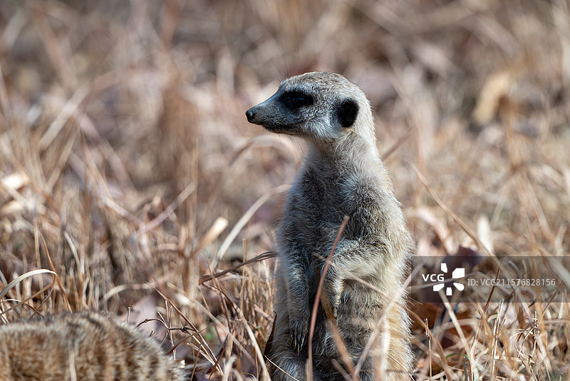 合肥野生动物园图片素材