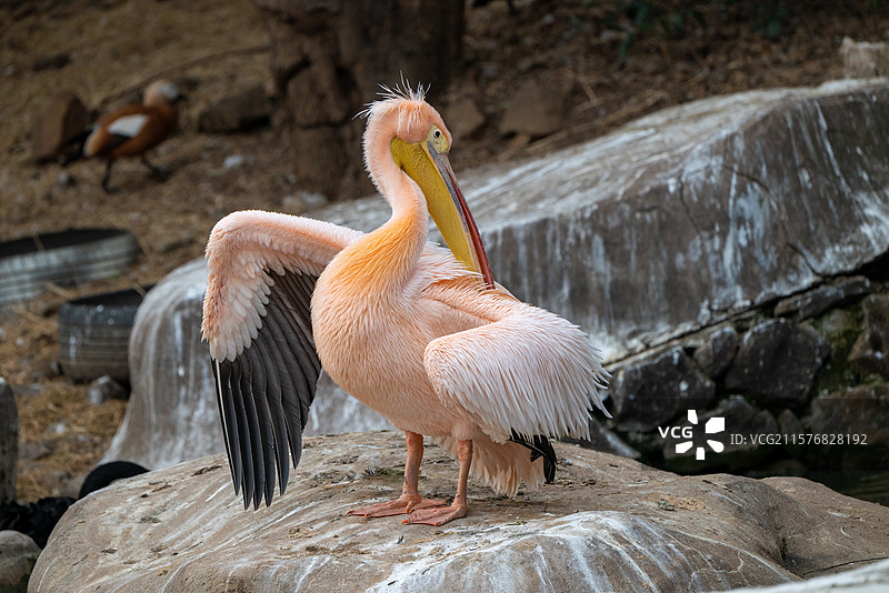 合肥野生动物园图片素材