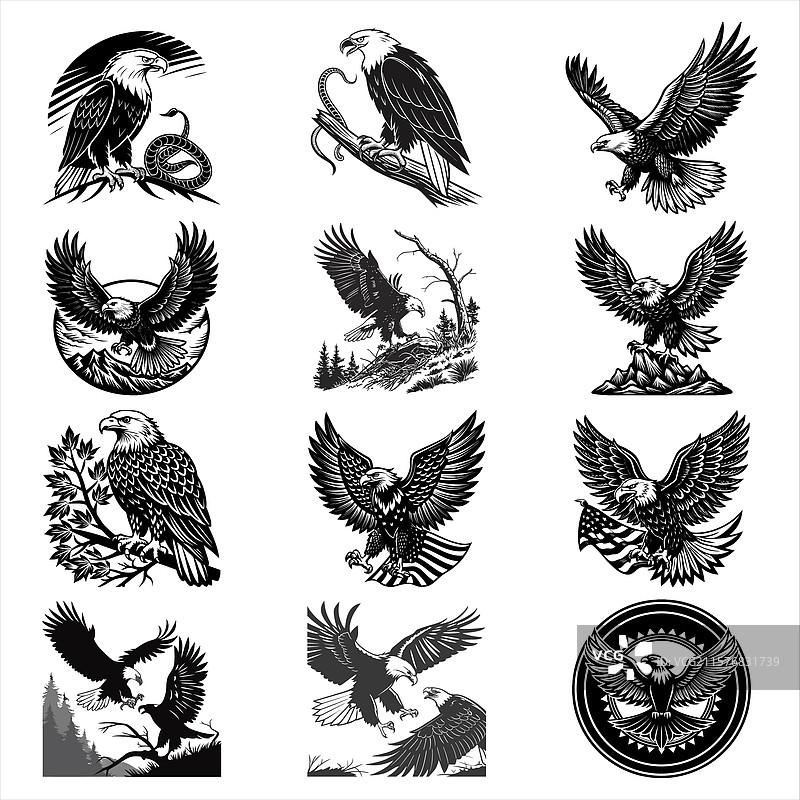 秃头鹰图片素材