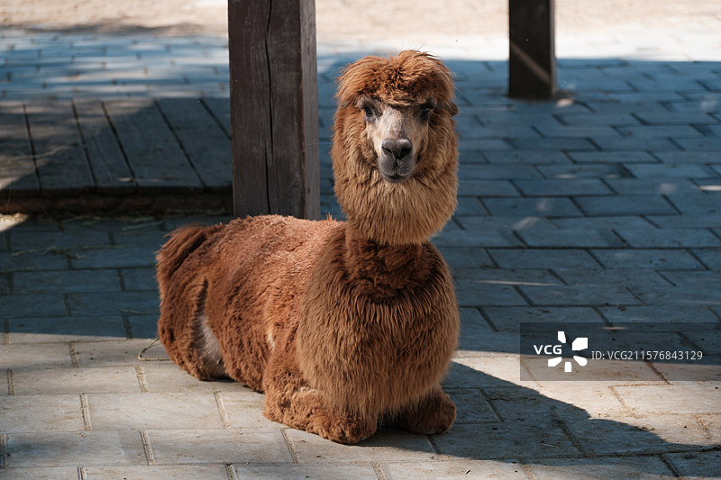 哈尔滨北方森林动物园——棕色羊驼图片素材