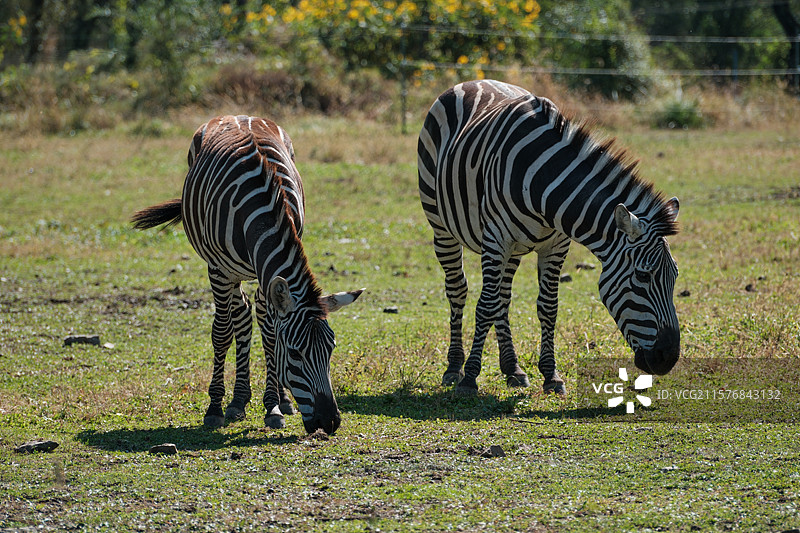 哈尔滨北方森林动物园——休闲吃草的斑马图片素材