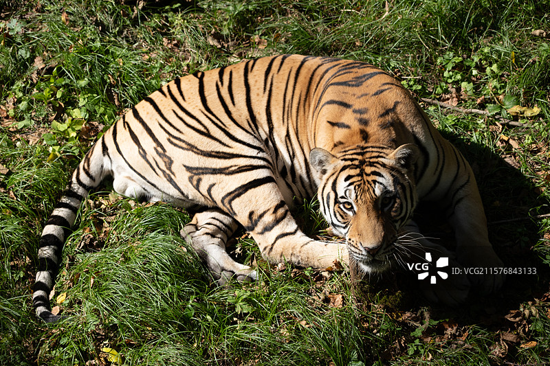 哈尔滨北方森林动物园——卖萌的东北虎图片素材