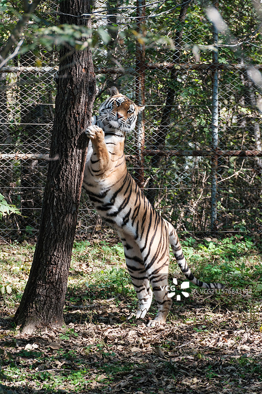 哈尔滨北方森林动物园——磨爪子的东北虎图片素材