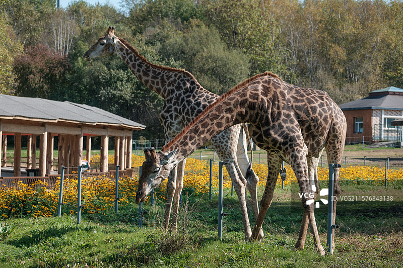 哈尔滨北方森林动物园——优雅的长颈鹿图片素材