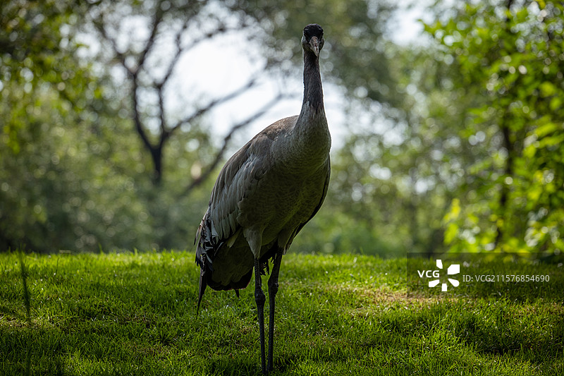 直立的鹤图片素材
