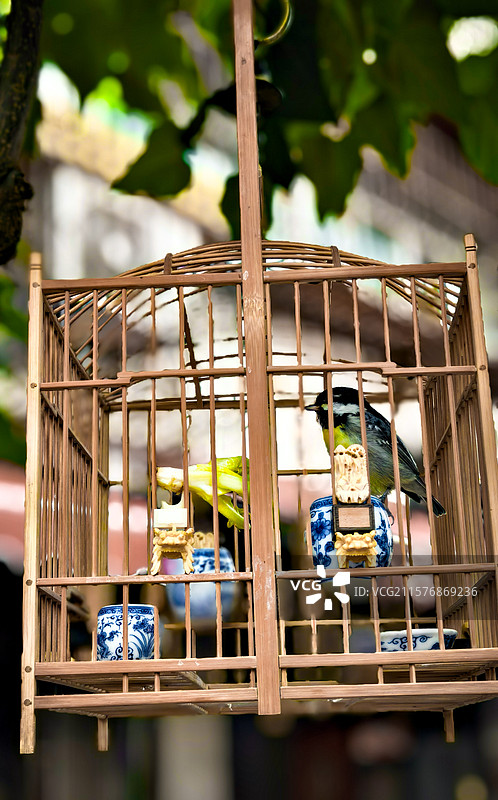 挂在树上的鸟笼小鸟图片素材