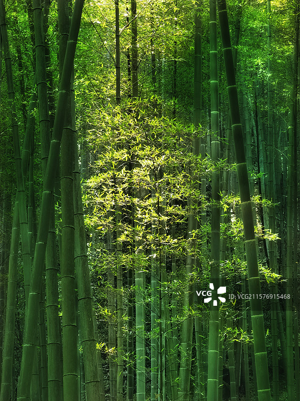 重庆永川茶山竹海，连绵不绝的幽深竹林中，正午的一抹阳光穿透了这片翠绿图片素材