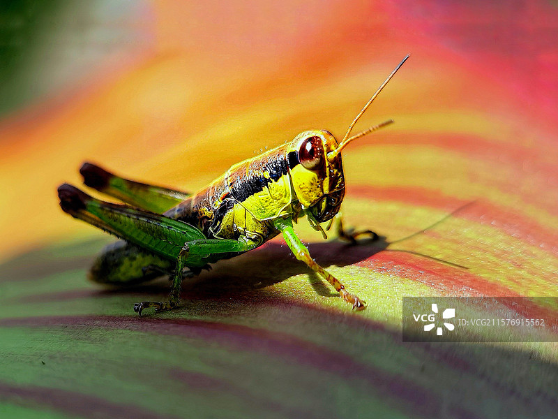 《静观》图片素材