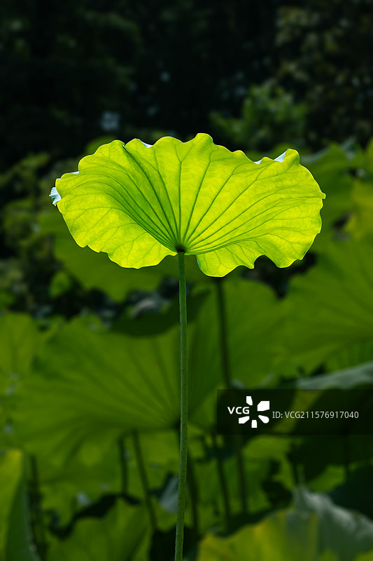 一片荷花叶子 荷叶 特写图片素材