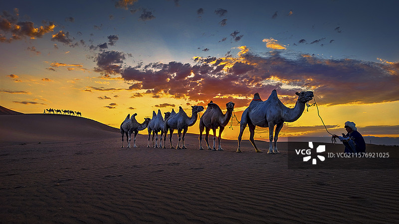 大漠驼影图片素材