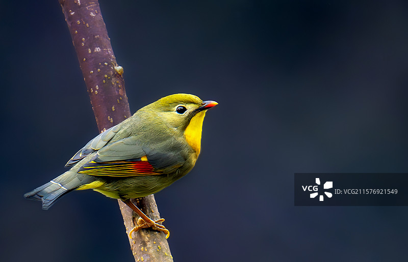 红嘴相思鸟1图片素材